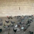 دجاج بشاير عمر 4 شهور