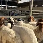 شياه نعيم مقنوي