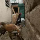 ديك شامو ياباني