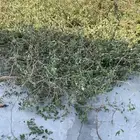 حناء وسدر المدينه