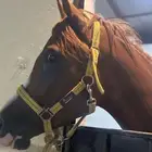 خيل شعبي