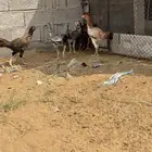 دجاج ابوهم شامو الأم كويتيه