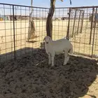 رخله حريه