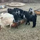 تيوس اعمارهم حول 4 شهور العدد 10