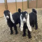 ذبايح تيوس وجفار مع التوصيل داخل بحره وحداء والجموم