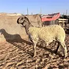 فحل سواكني جبر وطول ناهي