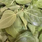 ورق السدر البلدي رطب طازج