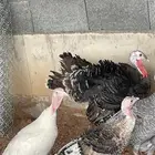 ديك رومي