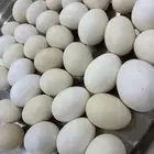 بيض دجاج بلدي طازج اللي عنده فقاصات ويبغى بيض بلدي موجود