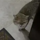 بسه بريتش شورت هير للتبنيي