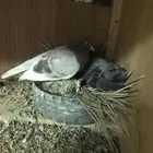 صنعاني اصيل شيبه