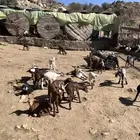 بهم معزا العدد 30 باقي يرضعون حليب العمر شهر