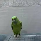 يلوناب بيور اليف متكلم