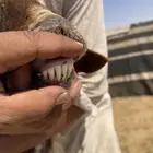 نعيميه صنف رغوث