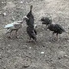 صوص دجاج رومي