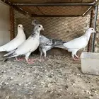 طبات باكستانيات
