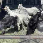 تيوس بلديه للبيع