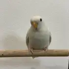 روز البينو اليف