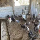 دجاج بلدي وفيومي بياض