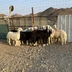 رخال نجد مراح واحد صنف مقنوي رقم واحد