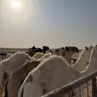 للبيع حشو