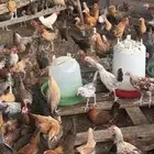دجاج وديوك بلدي 650 حبه تقريبا عمر شهرين ونص
