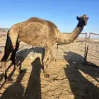 ناقه صغيره 3700 البيع