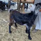 تم البيع