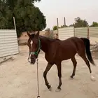 مهر واهو ابن ( شارق البداير )