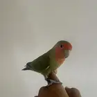 روز اليف للبيع