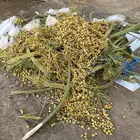 تمر نفيع علف للغنم والبعارين للبيع حمل دنه