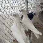 حمام قلابي قطيفي