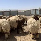 ذبايح للبيع