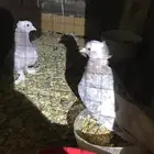 صنعاني كرست وتشريبه