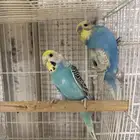 جوز بادجي هولندي مع انتاجه