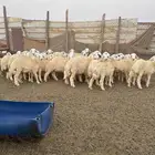 غنم حري العدد 30