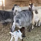 معزا مولده