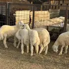 طليان حريه