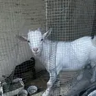 تيس وماعز قزمي