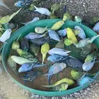 للبيع طيور زينه