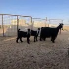 عنز خلفه بناتها ذبايح