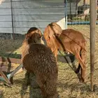 طليان سواكن ثنيان اوزان