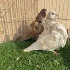للبيع جوز كشكي لمون