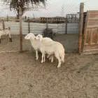 رخال حريات مقاني فاخره