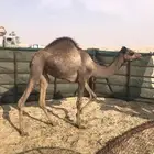 للبيع بكرتين وقعود