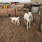 عنز مشروكه متوم بجفرتين