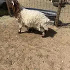 هرفي نعيمي خروف طيب