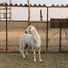 طلي فحل جذع