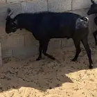 تيس فحل مورسيانو