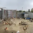 دجاج للييع تم البيع